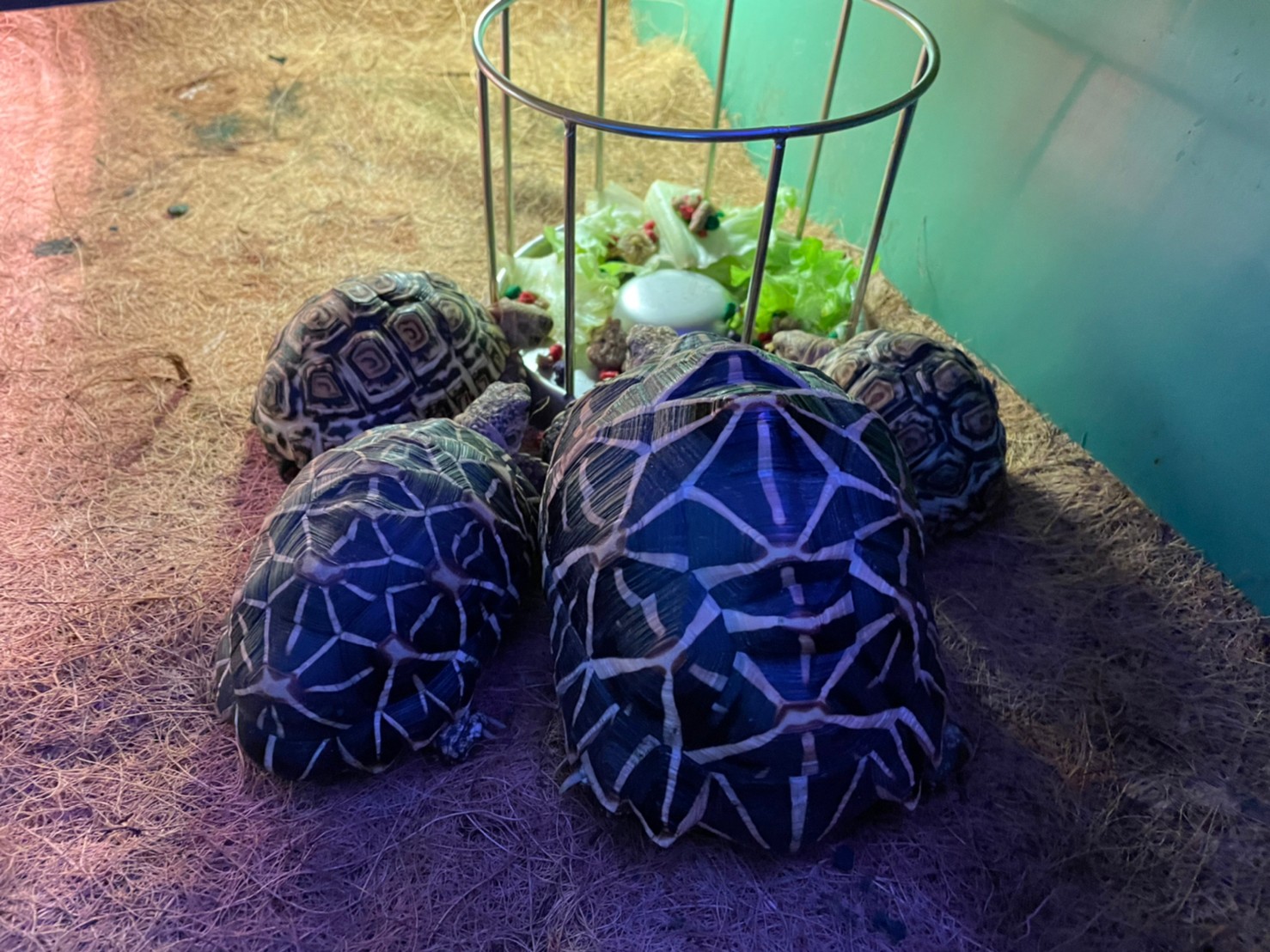 リクガメが仲良くご飯