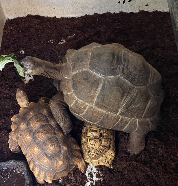 ゾウガメケヅメリクガメたちのエサタイム