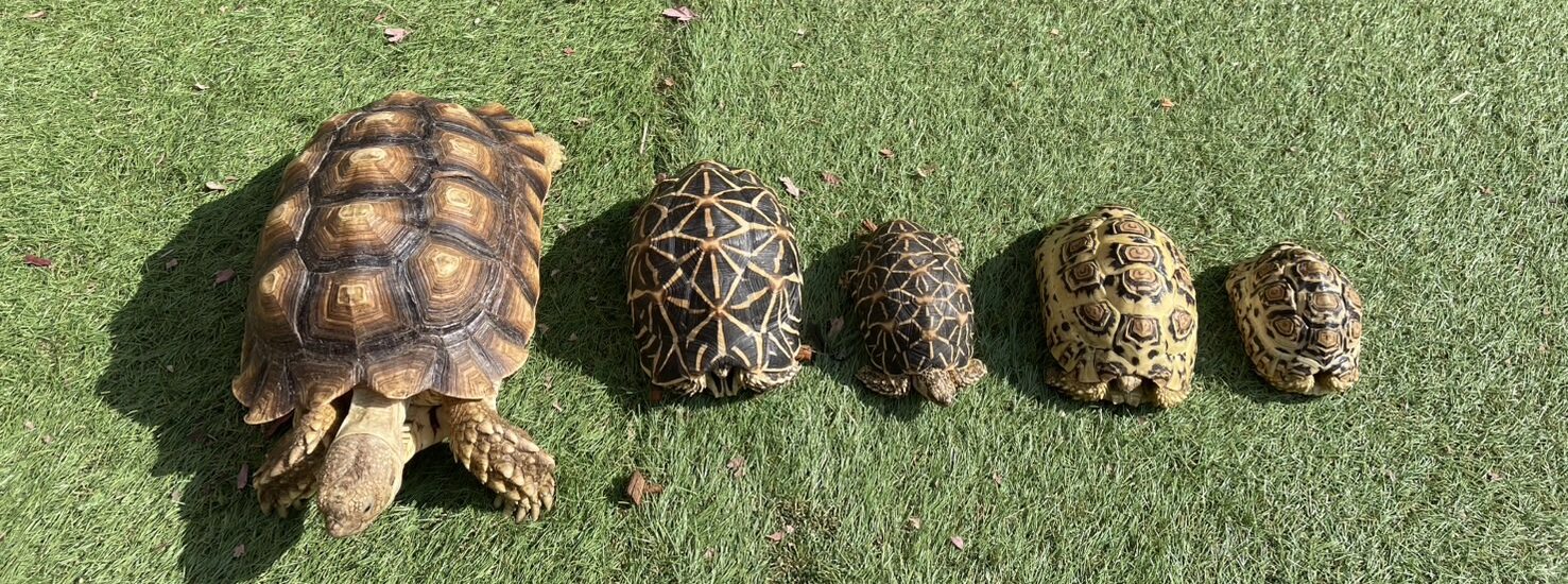 様々なリクガメの大きさの比較