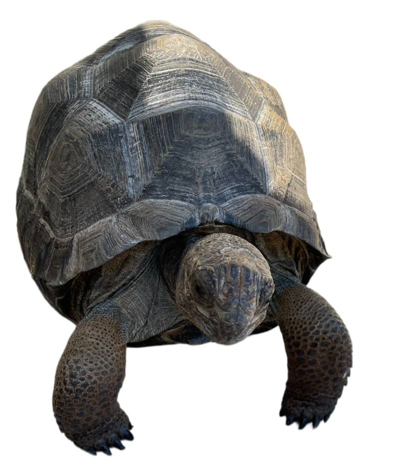 美しいゾウガメ