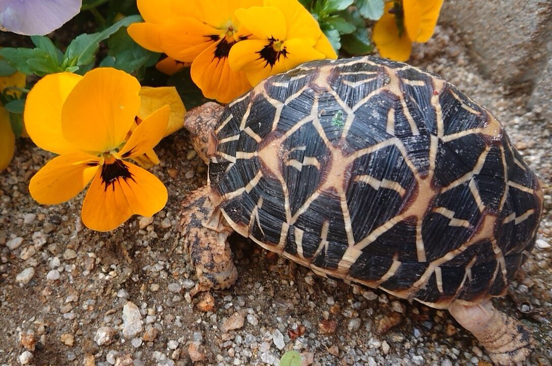 パンジーを愛でるインドホシガメ