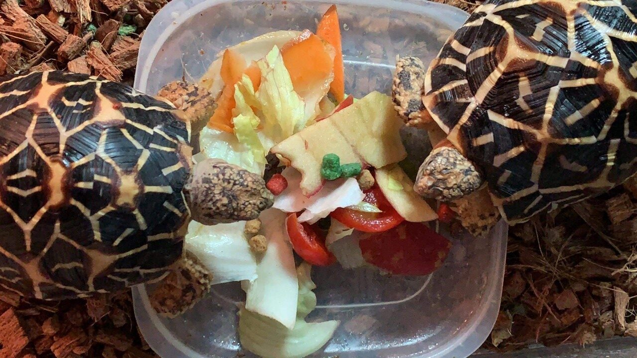 インドホシガメがたくさんご飯を食べるよ