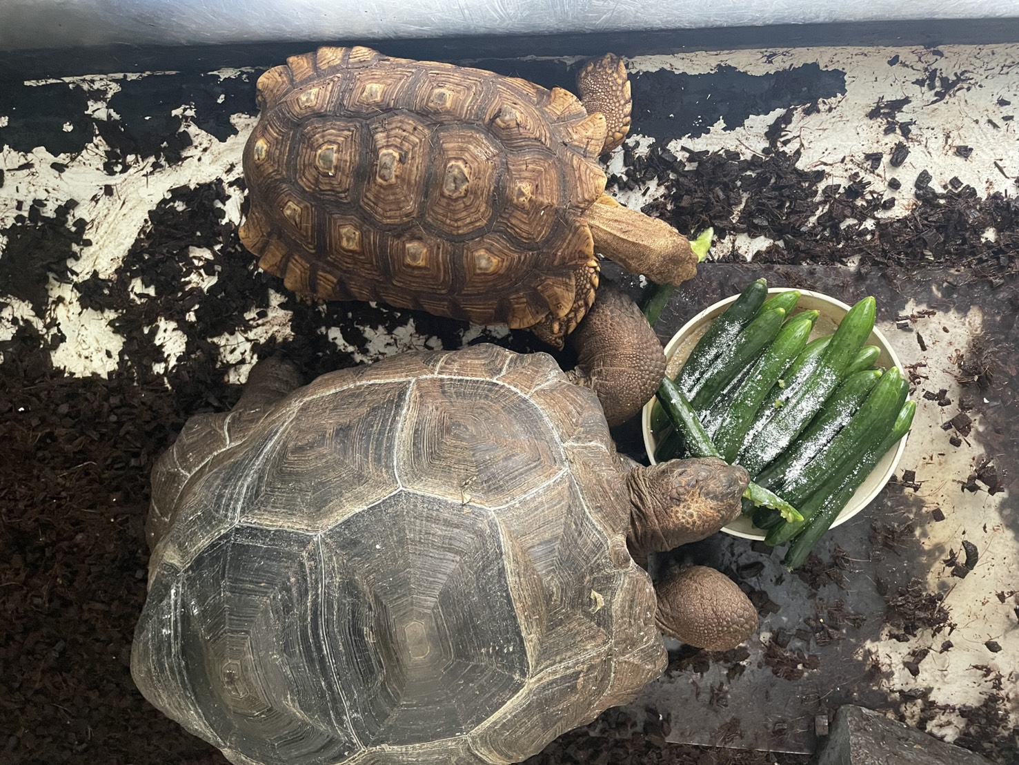 ゾウガメとケヅメがえさを食べる