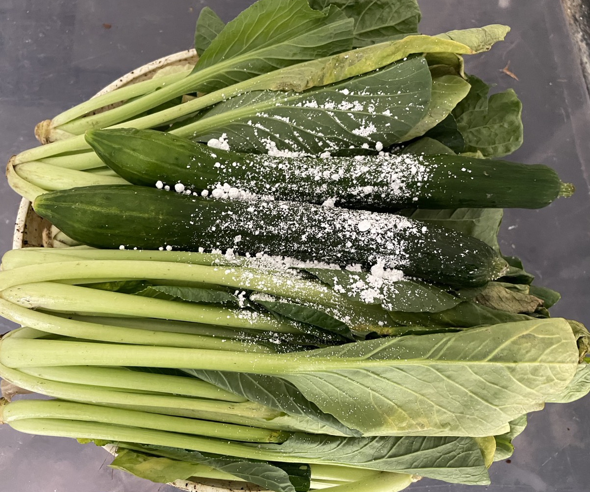 リクガメのエサー小松菜