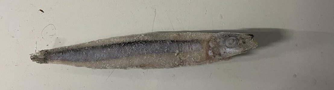 冷凍の小魚
